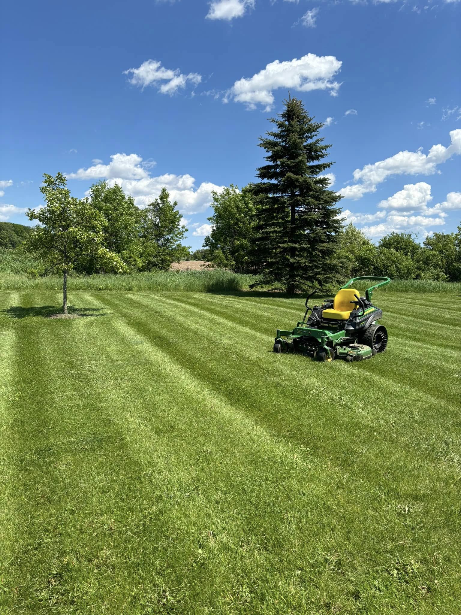 Thick established lawn after overseeding